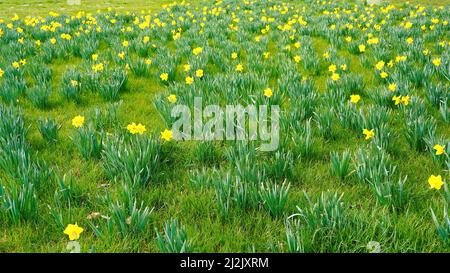 Prato verde di primavera con naffodils gialli. Foto Stock