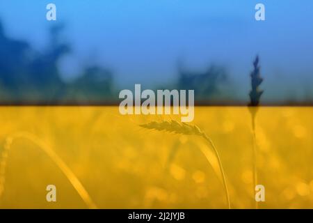 Guerra Ucraina. Spikelets color oro, retroilluminato, sfondo naturale estivo. Foto del campo di grano all'alba scoppiata. Sovrapposizione di glitter. Bandiera Ucraina. Foto Stock