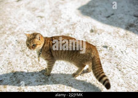 Gatto vagare fuori in inverno. Animali domestici senza proprietario. Gatto carino abbandonato. Foto Stock