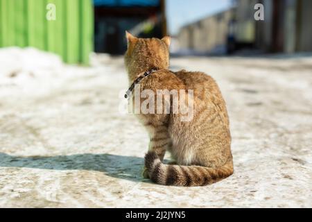Gatto vagare fuori in inverno. Animali domestici senza proprietario. Gatto carino abbandonato. Foto Stock