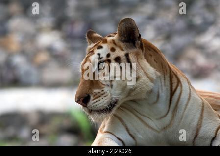 Primo piano ritratto di tigre d'oro guardando lateralmente, Indonesia Foto Stock