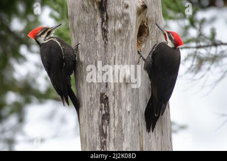 Un paio di picche Pileated su albero, British Columbia, Canada Foto Stock