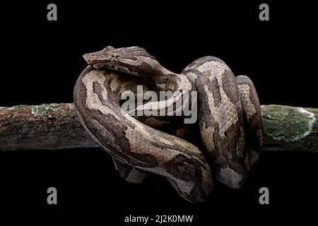 Primo piano di un serpente di boa di terra avvolto in una palla intorno ad un ramo d'albero, Indonesia Foto Stock