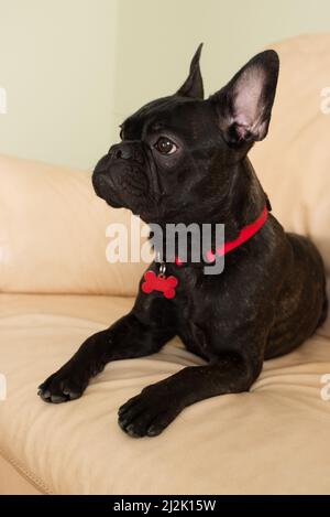 Primo piano di un Bulldog francese nero seduto su un divano in pelle Foto Stock