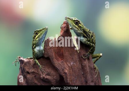 Primo piano di due lucertole false indonesiane che succhiano sangue su un pezzo di legno, l'Indonesia Foto Stock