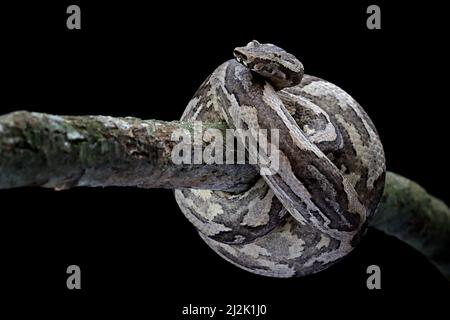 Primo piano di un serpente di boa di terra avvolto in una palla intorno ad un ramo d'albero, Indonesia Foto Stock