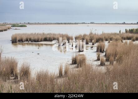 Canne che crescono nel Parco Nazionale del Delta dell'Ebro vicino ad Amposta, Tarragona, Catalogna, Spagna Foto Stock