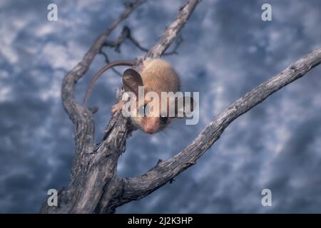 Possum pygmy occidentale selvatico (Cercartetus concinnus) su una filiale, Australia Foto Stock