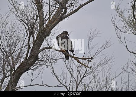 A Juvenile Bald Eagle - Haliaeetus leucocephalus Foto Stock