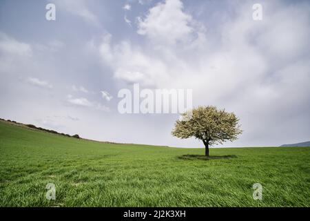 Paesaggio con albero fiorito al centro di un campo verde Foto Stock