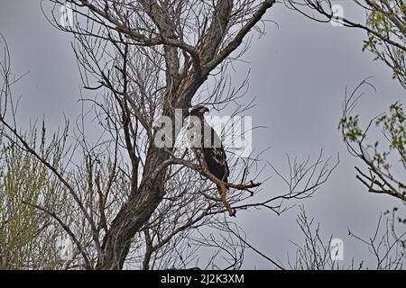 A Juvenile Bald Eagle - Haliaeetus leucocephalus Foto Stock