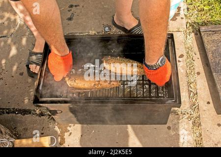 Sgombro di pesce in una marinata su una griglia in una casa di affumicatura. Il processo di cottura dello sgombro affumicato caldo. Foto Stock