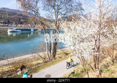 Spitz: fiume Donau, ciclisti a Donauradweg (percorso ciclabile Danubio), albero fiorito, vista a Spitz a Wachau, Niederösterreich, bassa Austria, Austria Foto Stock