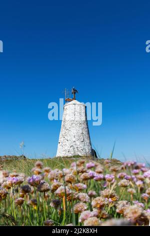 Old Twr Bach Lighthouse sull'isola di LLandwyn (Ynys Llandwyn) a Anglesey, Gwynedd, Galles, Regno Unito Foto Stock