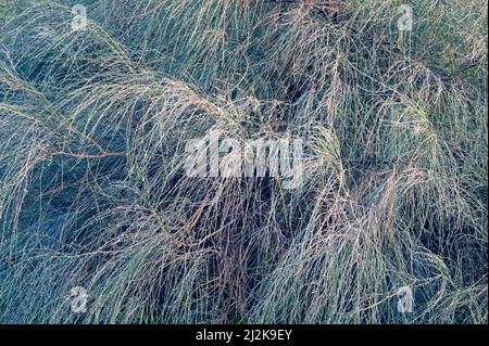 Pino australiano Casuarina equisetifolia aghi closeup. Sfondo Foto Stock