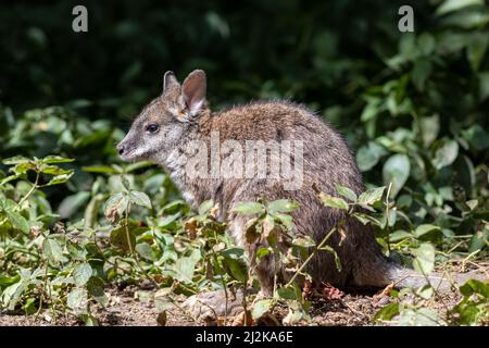 Parmense wallaby (Macropus parma) in cespuglio Foto Stock