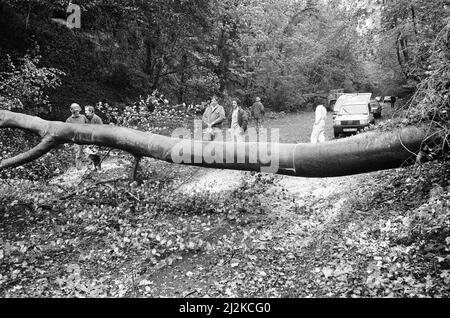 La Grande tempesta Ottobre 1987. Le nostre immagini mostra . . . Storm Damage, Henley on Thames, Oxfordshire, Inghilterra, 16th ottobre 1987. La Grande tempesta del 1987 avvenne nella notte del 15th e 16th ottobre 1987. Un sistema meteorologico insolitamente forte ha causato venti per colpire gran parte dell'Inghilterra meridionale e della Francia settentrionale. Fu la peggiore tempesta a colpire l'Inghilterra dalla Grande tempesta del 1703. Il danno è stato stimato a 7,3 miliardi di sterline inglesi; 23 miliardi di franchi francesi. Foto Stock