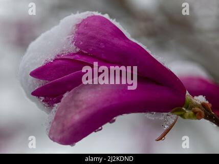 Primo piano di una fioritura di magnolia coperta di neve nel mese di aprile Foto Stock