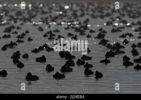 I Pocards comuni di riposo (Aythya ferina) e le anatre Tufted (Aythya fuligula) nei suoi terreni di inverno nella Germania meridionale vedendo contro la luce Foto Stock