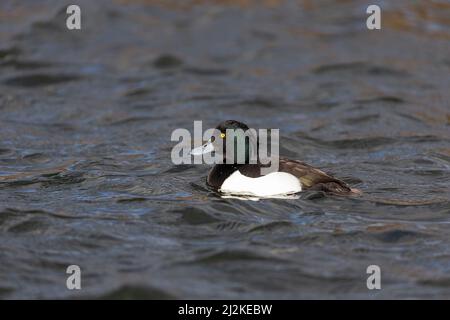 Nuoto adulto maschio Tufted Duck (Aythya fuligula) in un lago. Foto Stock