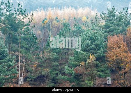 Autunno boschi misti contenenti molti alberi decidui e conifere nelle belle foreste e boschi di Cannock Chase AONB Foto Stock