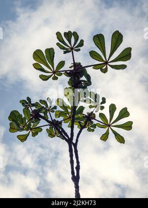 Ramo di castagno con foglie fresche di primavera verdi su sfondo azzurro cielo nuvoloso Foto Stock