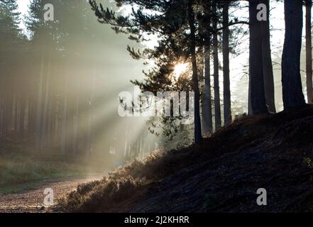I raggi del sole del mattino presto filtrano attraverso la foresta penetrando la nebbia appesa in Sherbrook Valley in autunno sul Cannock Chase Country Park AONB Foto Stock