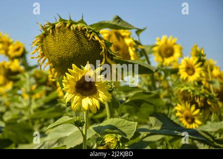 Girasole non mature in primo piano sullo sfondo del cielo azzurro chiaro e luminoso. Coltivazione della cultura agricola del burro. Foto orizzontale. Spazio di copia. Selettivo Foto Stock