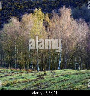 Copse di alberi di betulla vecchia cava Cannock Chase Area di straordinaria bellezza naturale in primavera Staffordshire Foto Stock