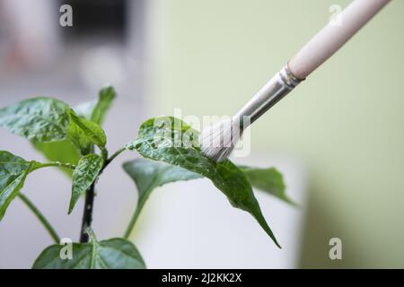 Pulizia della colonia di whiteflies di trialeurodes vaporariorum dalla pianta del peperoncino. Foto di alta qualità Foto Stock