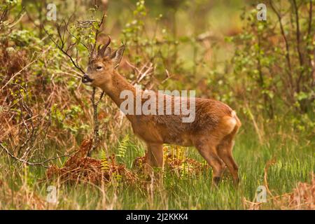 Capriolo buck (Capreolus capreolus) che segna il suo territorio, strofinando la vegetazione con le ghiandole sul lato della sua testa/faccia per lasciare un marcatore chimico Foto Stock