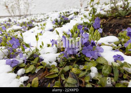 Regensburg, Germania - 02nd aprile, 2022: Fiori viola di mirto strisciante nella neve. Foto di alta qualità Foto Stock