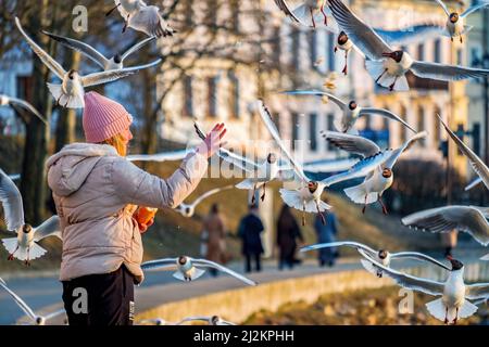 Minsk, Bielorussia - 24 marzo 2022: Una ragazza nutre i gabbiani sull'argine del fiume Svisloch nella serata primaverile Foto Stock