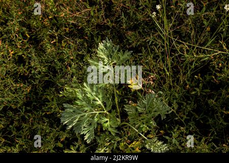 Closeup di legno di wormwood dolce (Artemisia Annua, annie dolce, mosto annuale) erbe in campo selvatico, Artemisinin pianta medicinale, naturale Foto Stock