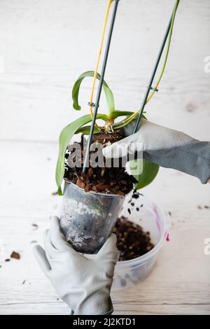 Ravvivare l'orchidea con le radici in mano della donna. Le mani guantate femminili tengono una pentola di orchidee. Foto Stock