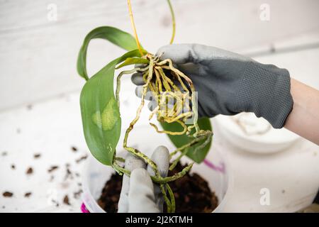 Ravvivare l'orchidea con le radici in mano della donna. Orchidea della foglia malata. Foto Stock