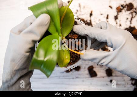 Vista dall'alto. Ravvivare l'orchidea con le radici in mano della donna Foto Stock