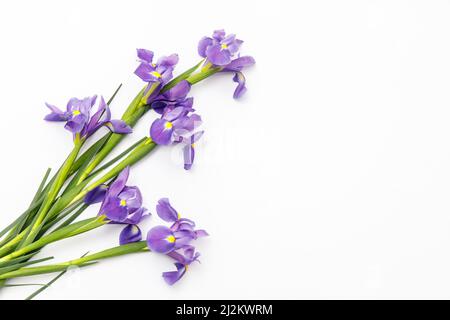 Iridi viola xiphium (a bulbo, iris sibirica) su sfondo bianco con spazio per il testo. Vista superiore, piatto laici. Messaggio di saluto festivo card per il giorno di San Valentino, Foto Stock