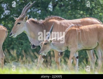 Vari animali selvatici al Longleat Safari Park Foto Stock