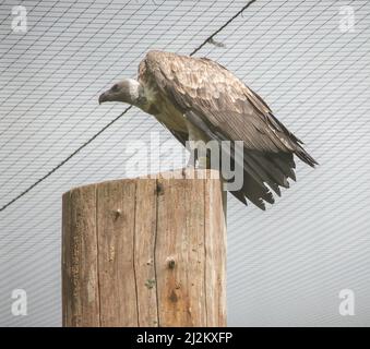 Vari animali selvatici al Longleat Safari Park Foto Stock