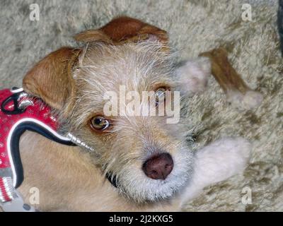 Ritratto di un piccolo cucciolo di 13 settimane di terrier mix. Primo piano della testa, cappotto di colore beige con sabbia, occhi color miele, naso rosso-marrone, orecchie piegate o Foto Stock