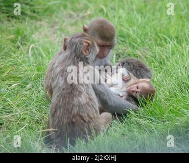 Vari animali selvatici al Longleat Safari Park Foto Stock