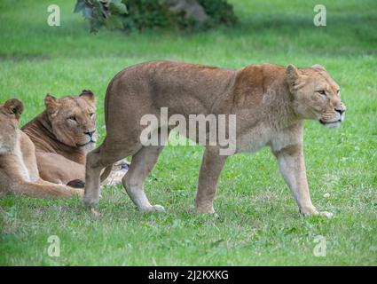 Vari animali selvatici al Longleat Safari Park Foto Stock