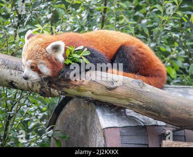 Vari animali selvatici al Longleat Safari Park Foto Stock