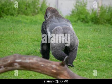 Vari animali selvatici al Longleat Safari Park Foto Stock