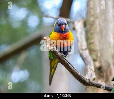 Vari animali selvatici al Longleat Safari Park Foto Stock