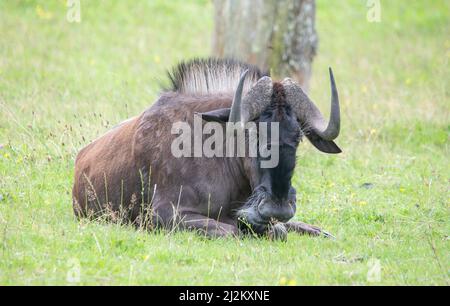 Vari animali selvatici al Longleat Safari Park Foto Stock