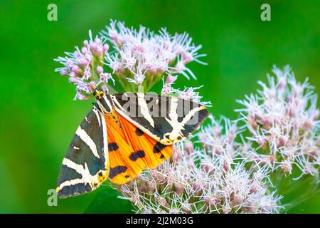Close up di un Jersey Tiger butterfly, Euplagia quadripunctari, nettare di alimentazione su un fiore. Si tratta di un un giorno-flying moth Foto Stock
