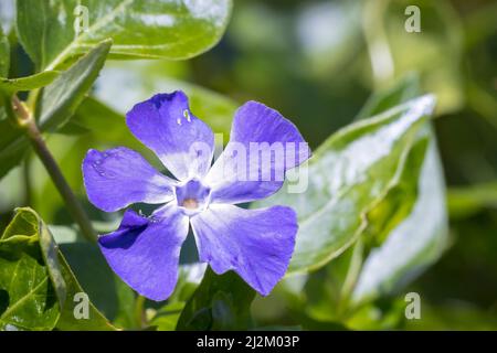 Primo piano di un Vinca maggiore, pervinca bigleaf, pervinca grande, pervinca maggiore, pervinca blu, fiore in fiore. Foto Stock