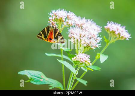 Close up di un Jersey Tiger butterfly, Euplagia quadripunctari, nettare di alimentazione su un fiore. Si tratta di un un giorno-flying moth Foto Stock